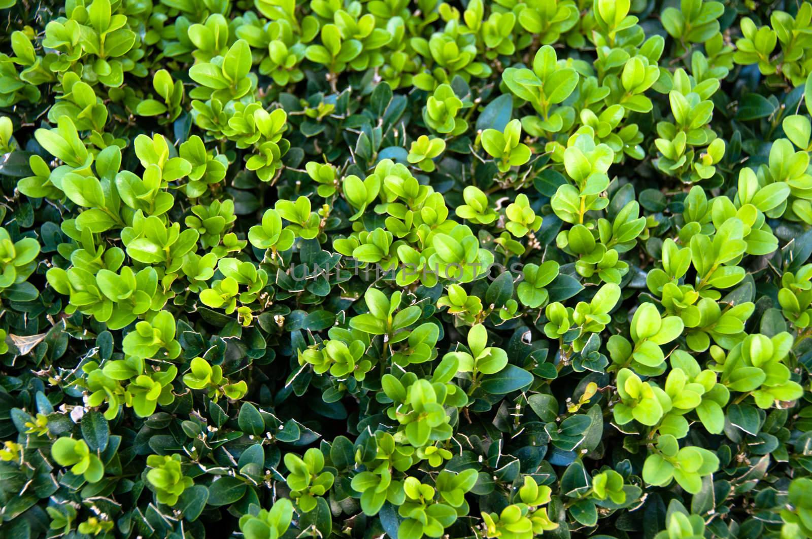 Leaves of the Box tree Buxus garden background