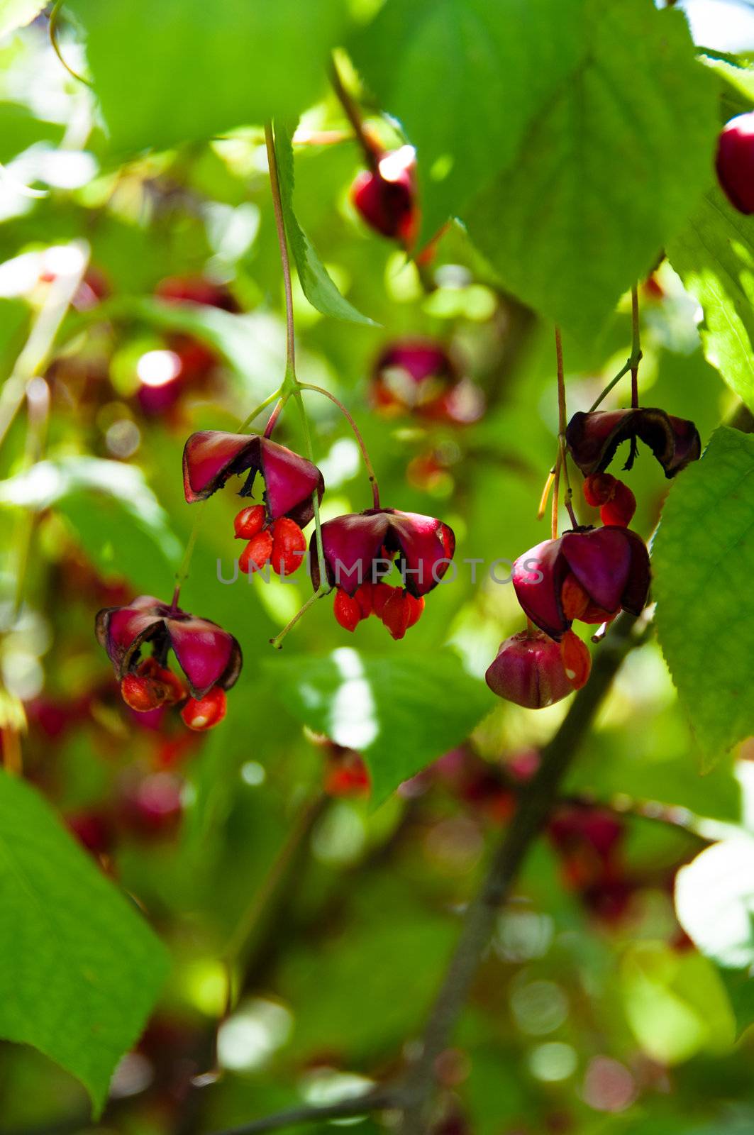 Seeds of the common spindle tree and flowers (Euonymus Europaeus)