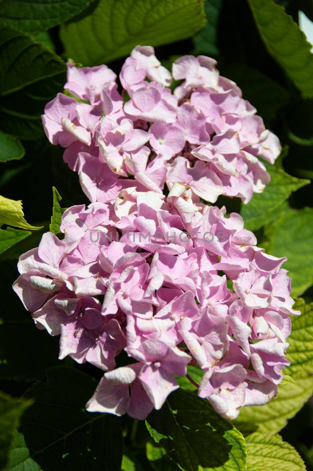 Close-up on a pink Hydrangea flowerhead aka Hortensia flower