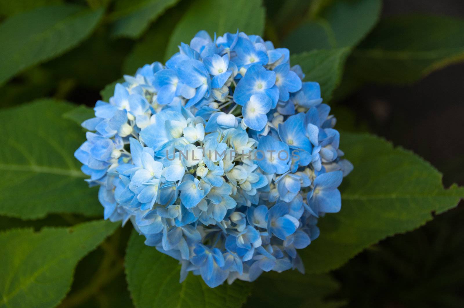 Beautiful blue hydrangea (Hortensia) blossoms with leaves