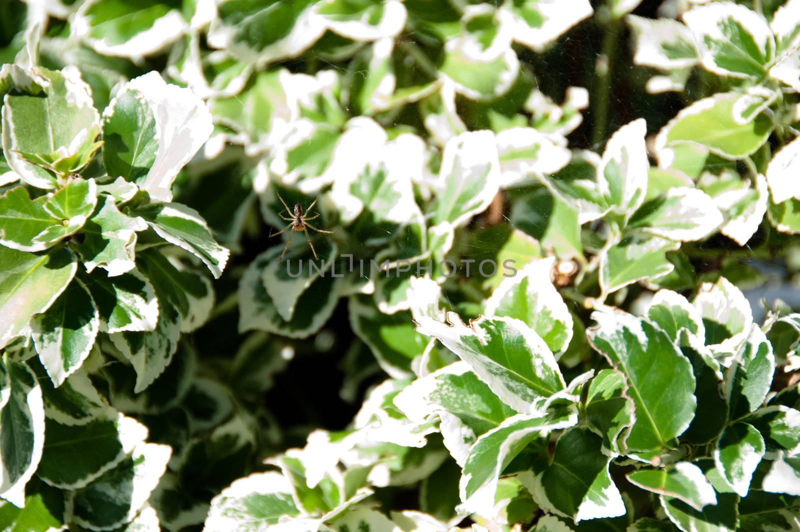 spider on a cobweb in front of green and white leaves background