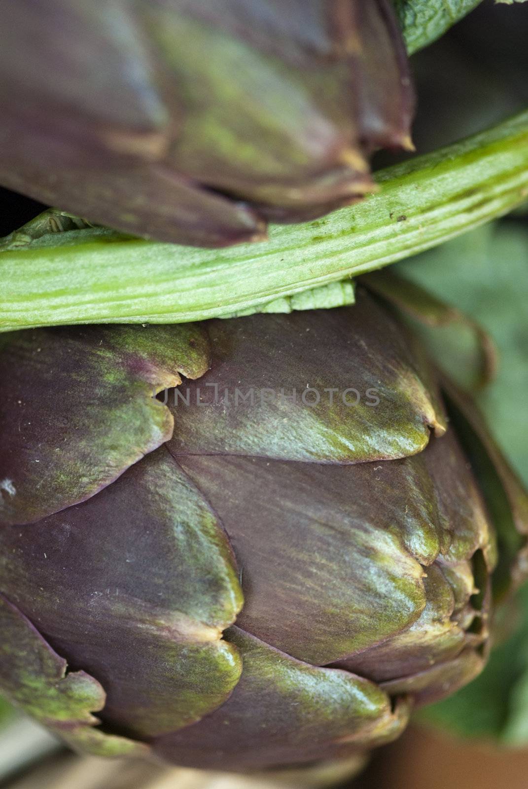 Colors of Artichokes in Tuscany, Italy