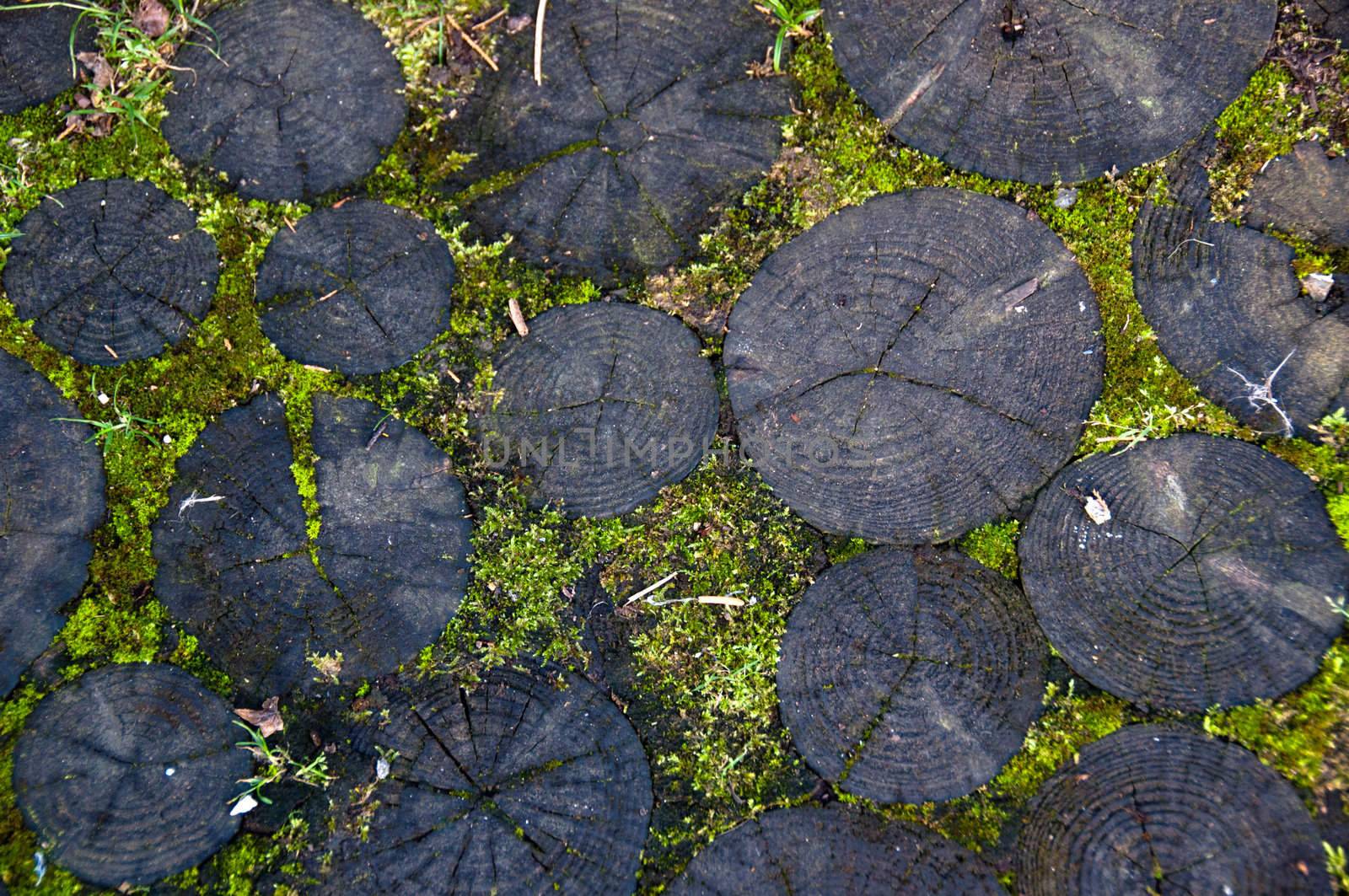 close up of log with bright green moss