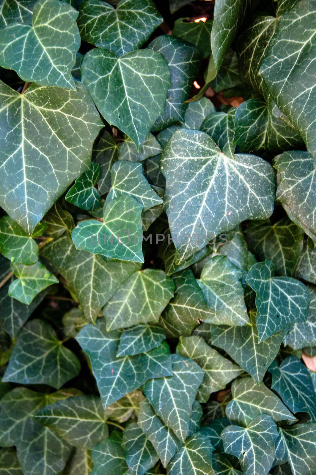 Close up photo of Poison Ivy background