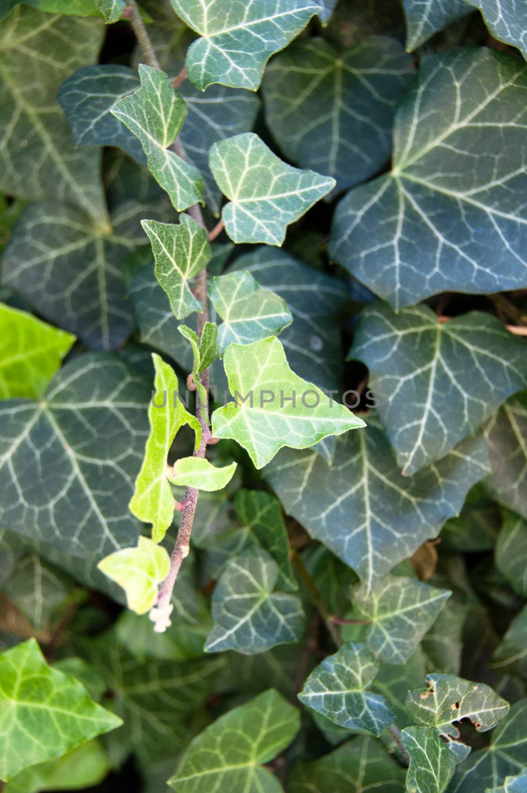 Close up photo of Poison Ivy background