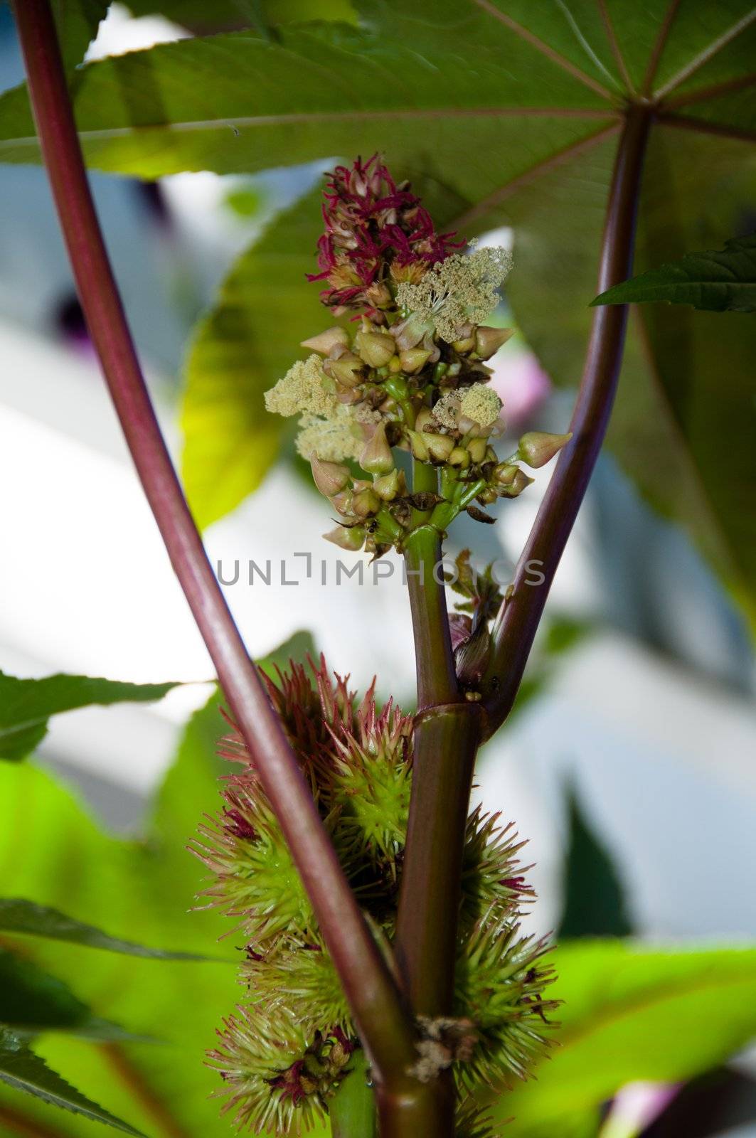 Castor oil plant (Ricinus Communis) leaves and seeds. Source of very effective Ricin poison.