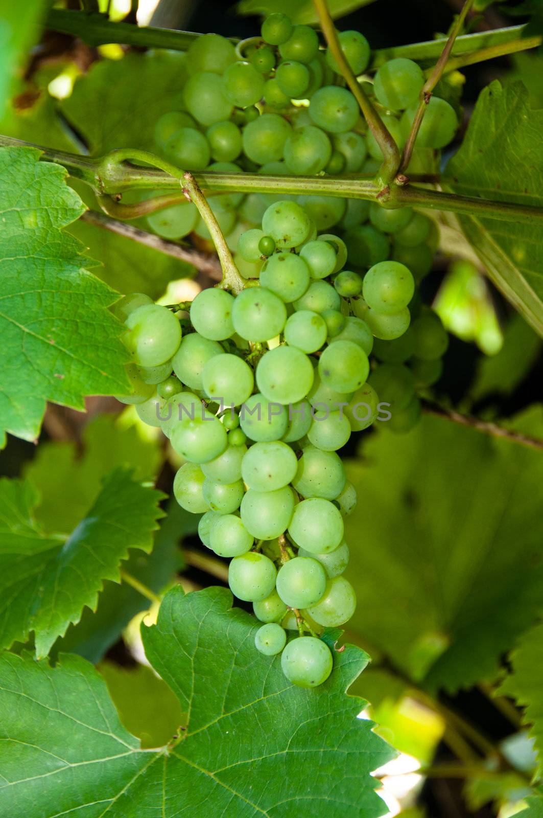 glowing tasty green wine grapes on plant