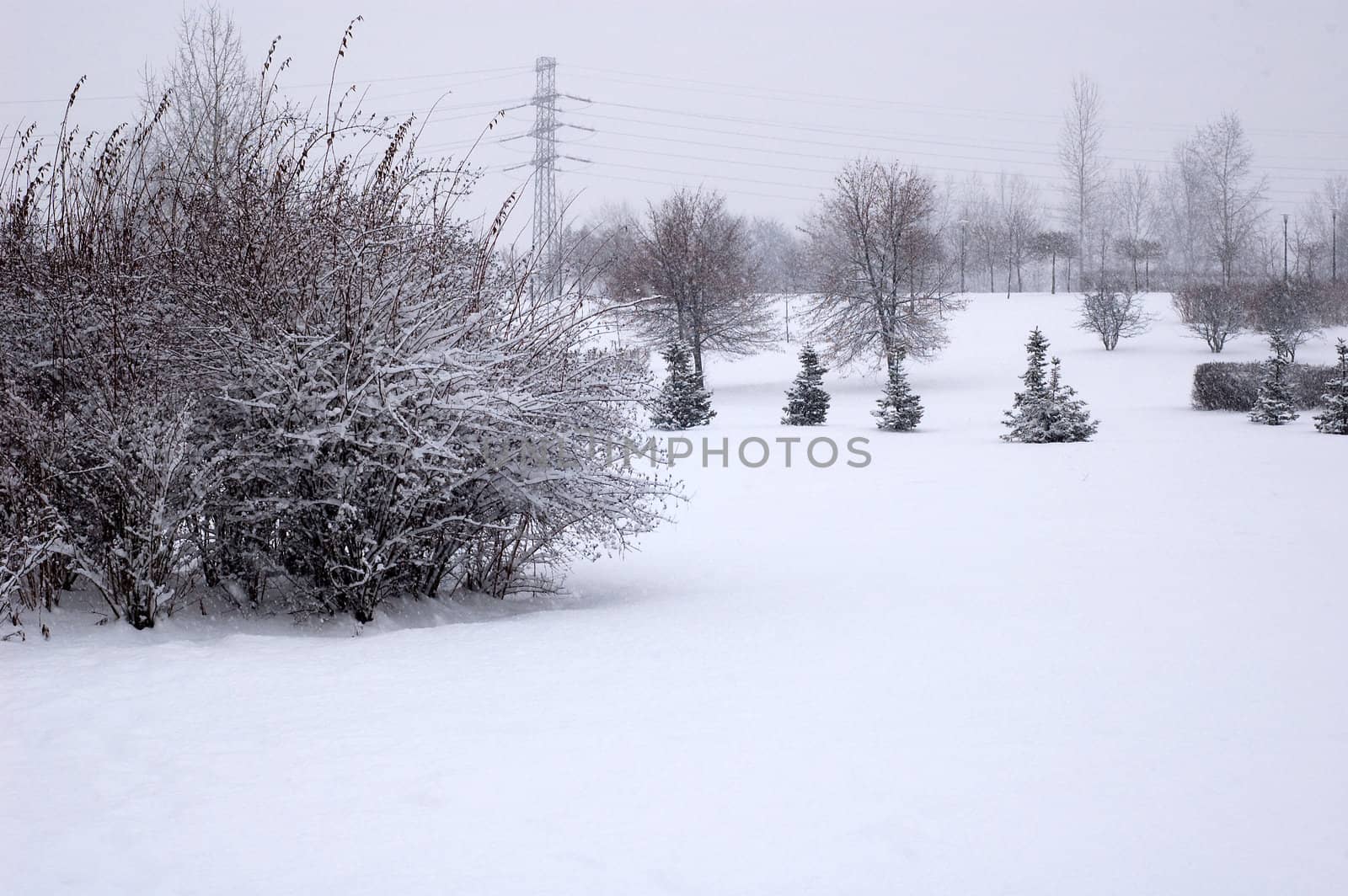 Winter scene of trees and the branch with the snow from the sky