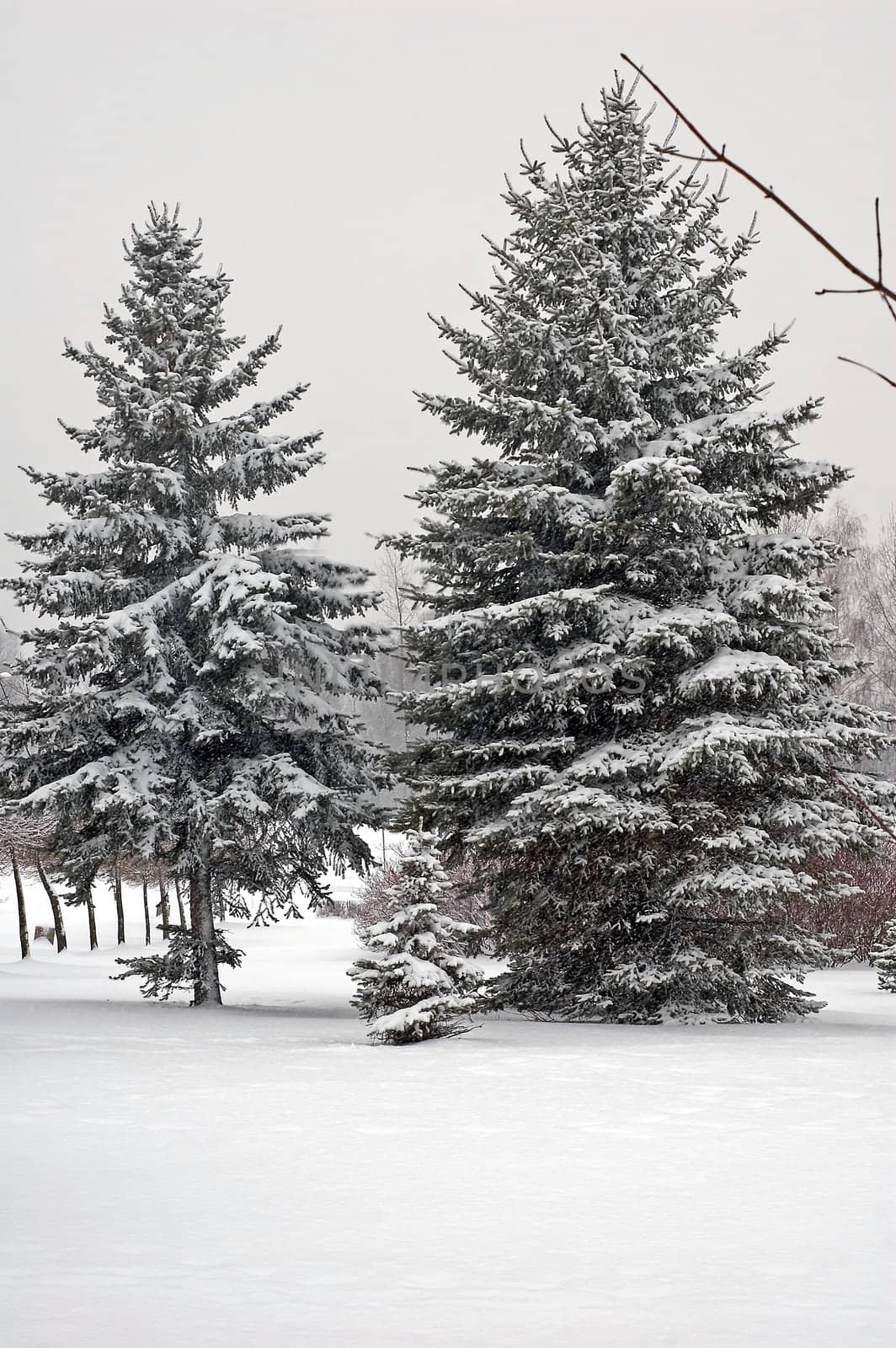 Winter scene of trees and the branch with the snow from the sky