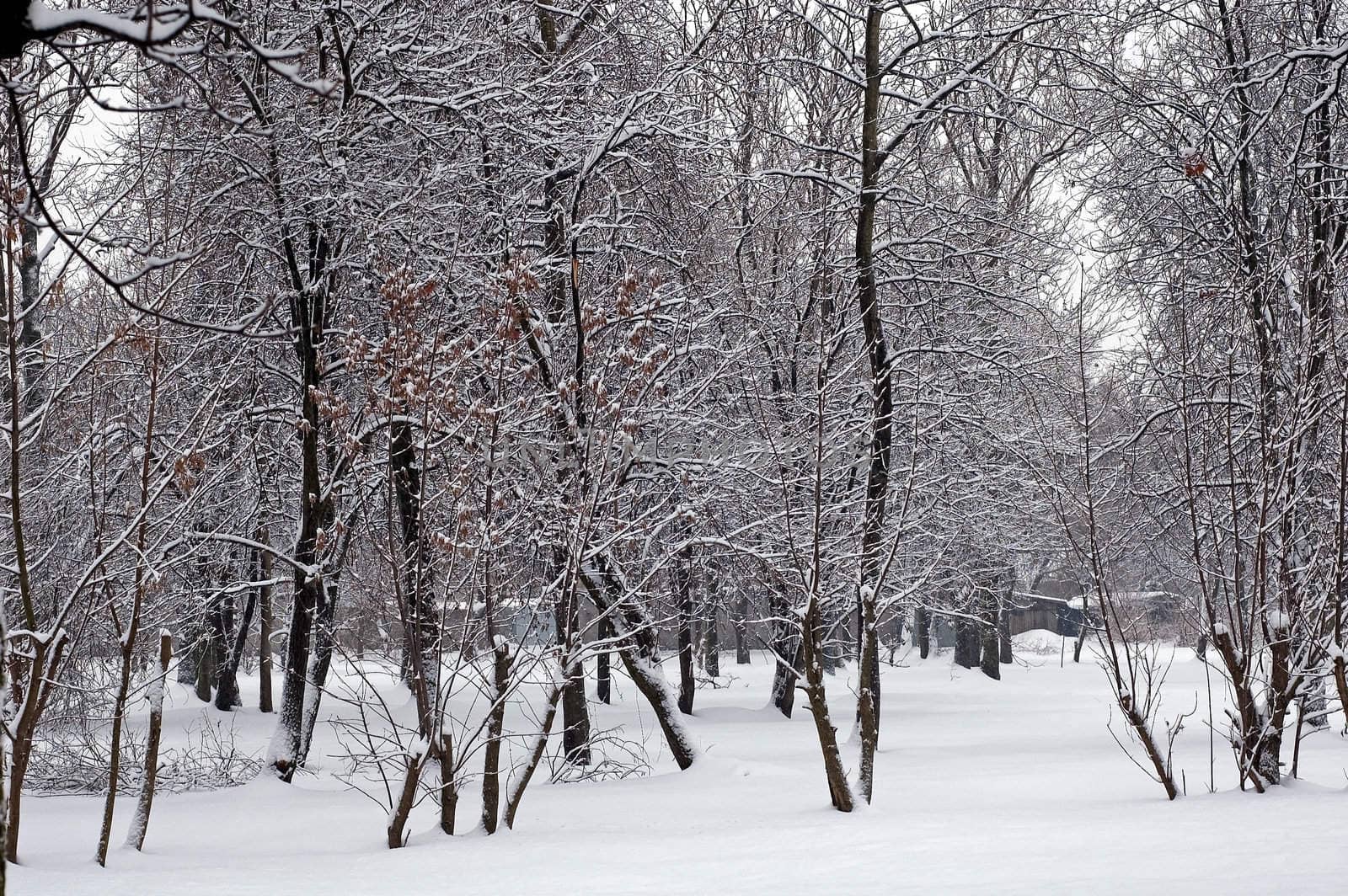 Winter scene of trees and the branch with the snow from the sky