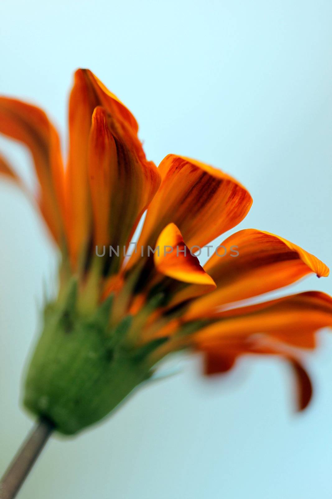 beautiful orange yellow gazania flower with view from below