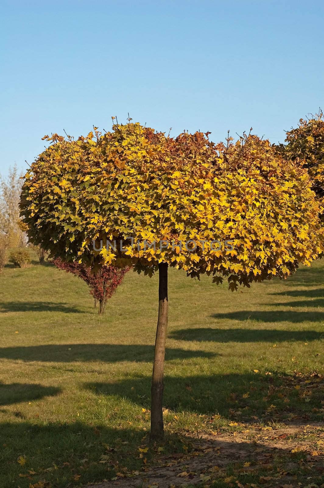 Tree in park in southern poland fall