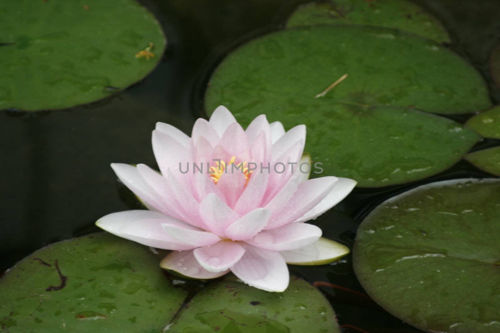 sea rose on a pond, water lily by koep