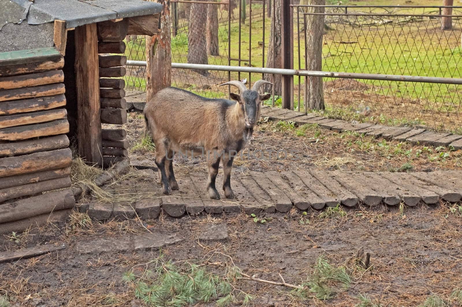 An older chamois male relaxing