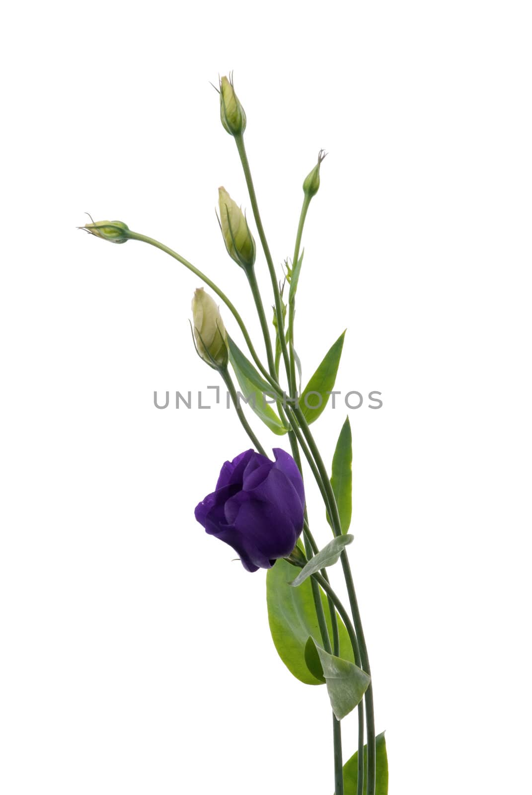 Beautiful violet flower isolated on white.