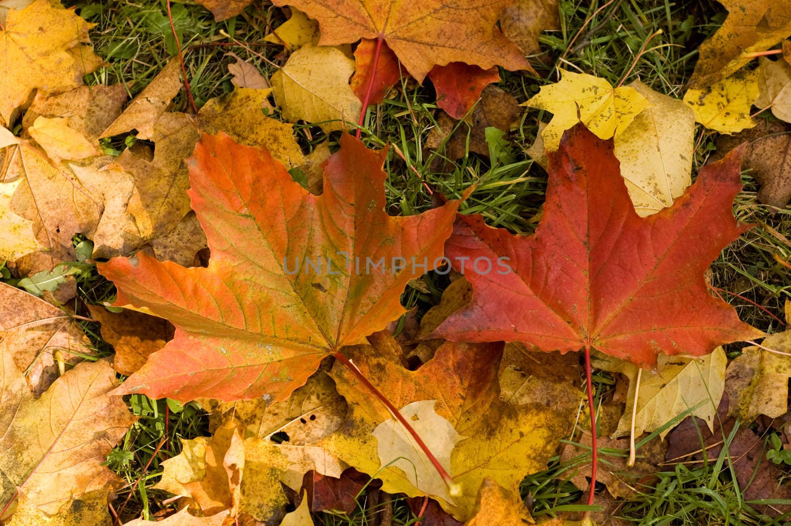 Different yellow and red autumn leaves background texture.