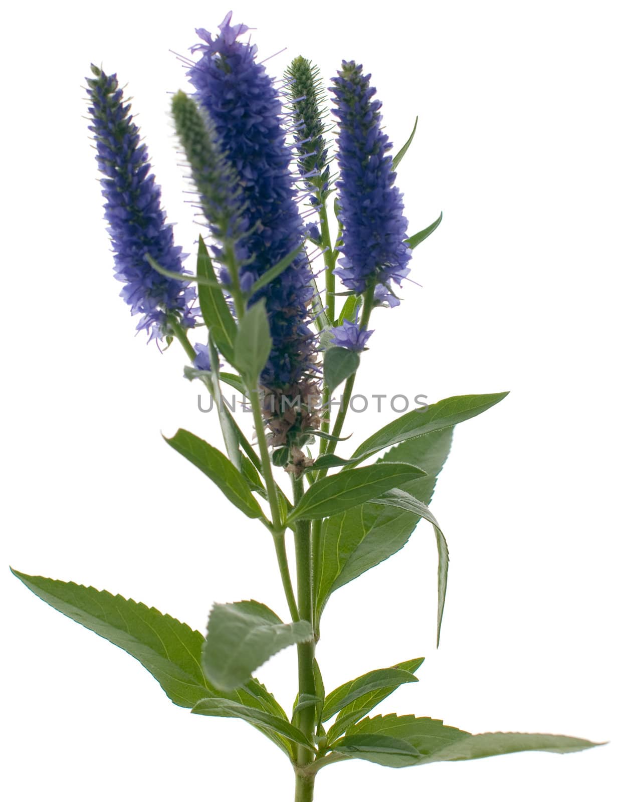 Veronica flowering spikes, isolated on white background.