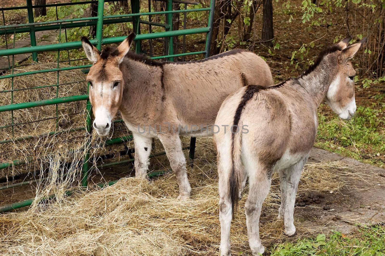 Photo of a grazing donkeys in autumn