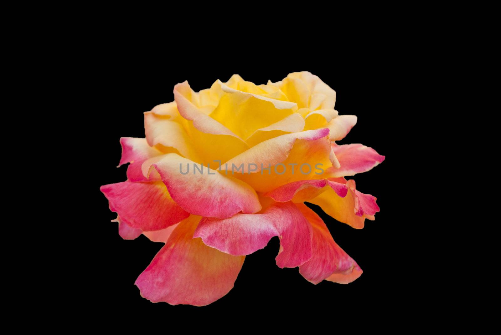 Flowers  Rose pink yellow by Larisa13