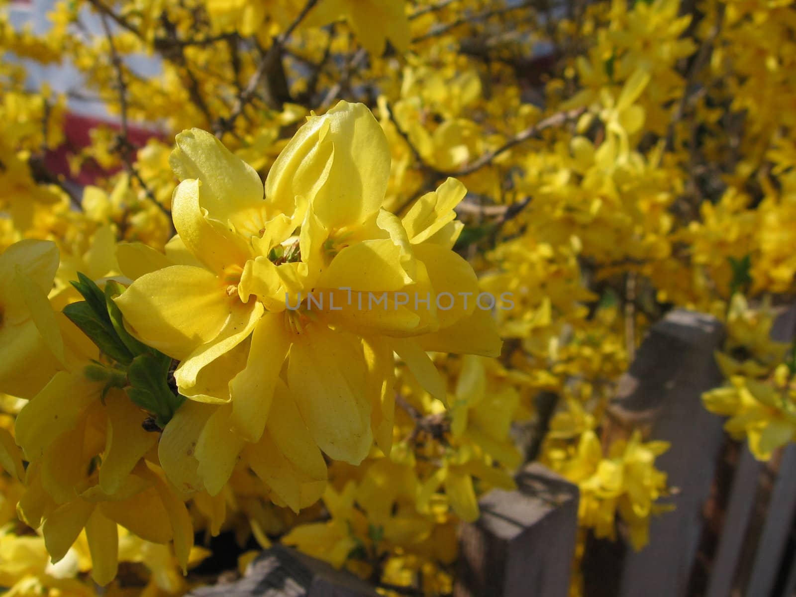 clarify yellow Forsizien on a bush