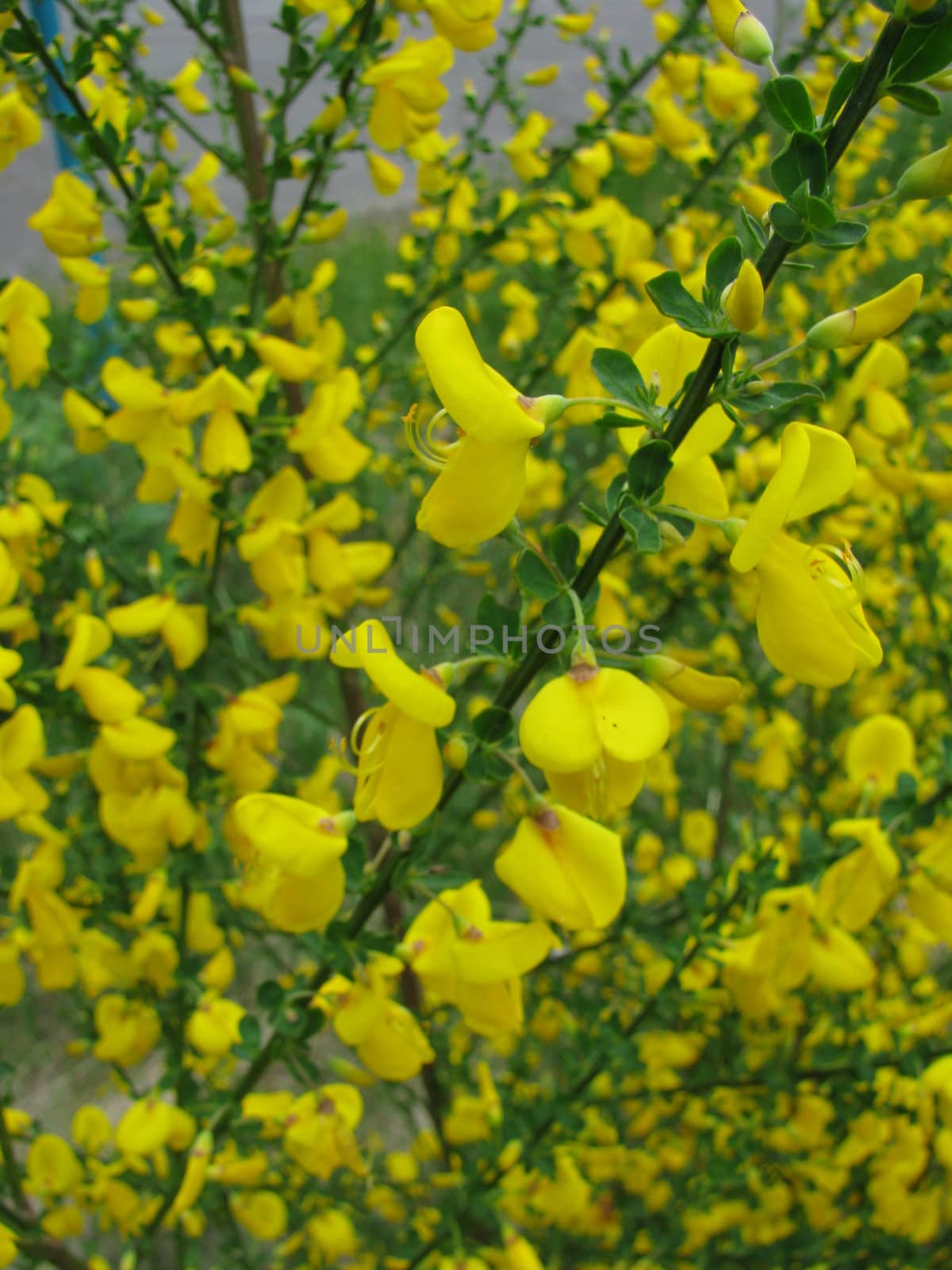 yellow shrub with many blossoms