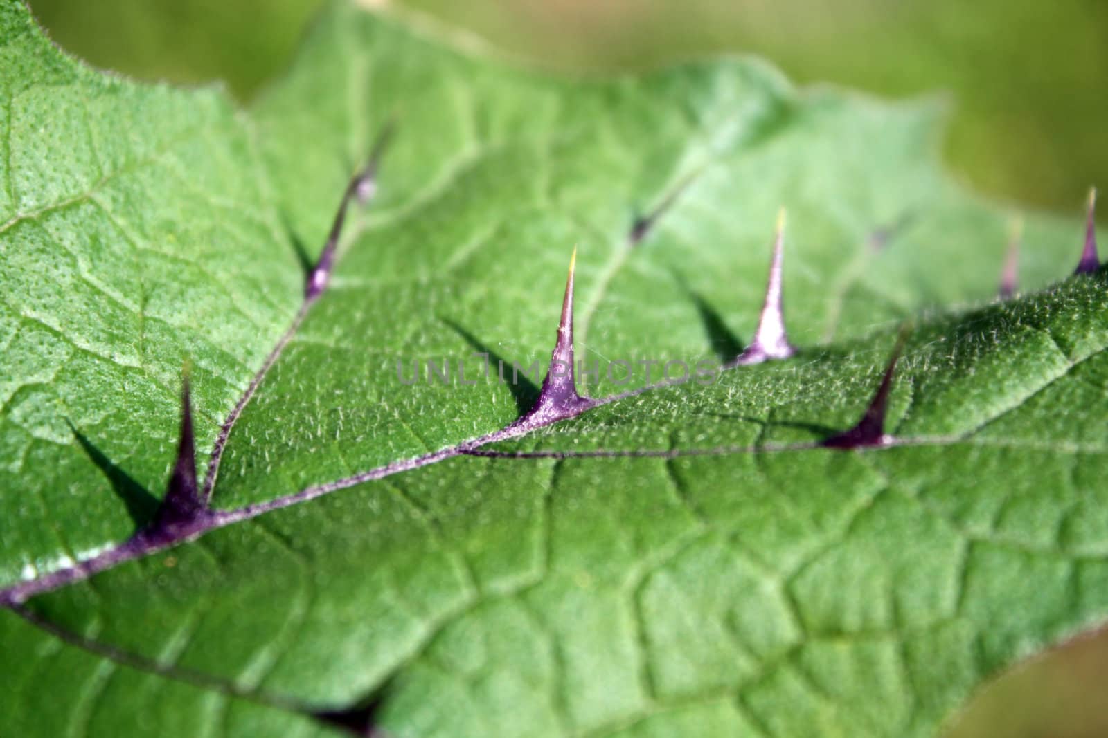 A background with the texture of an exotic tropical leaf with purple thorns.