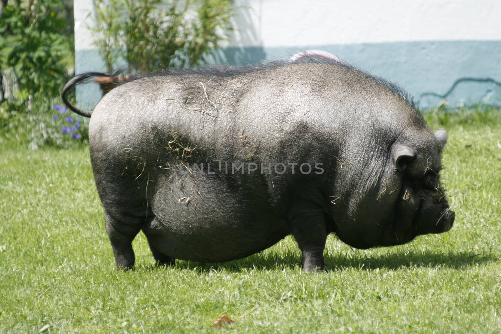 hanging belly pig looking right