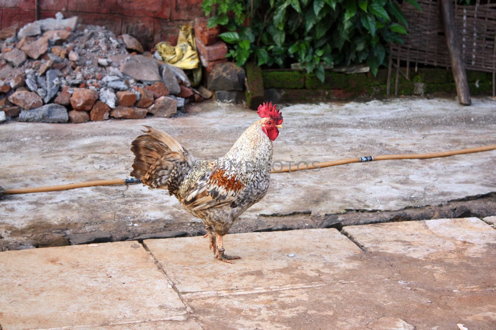 A pet rooster in the backyard of an Indian house.