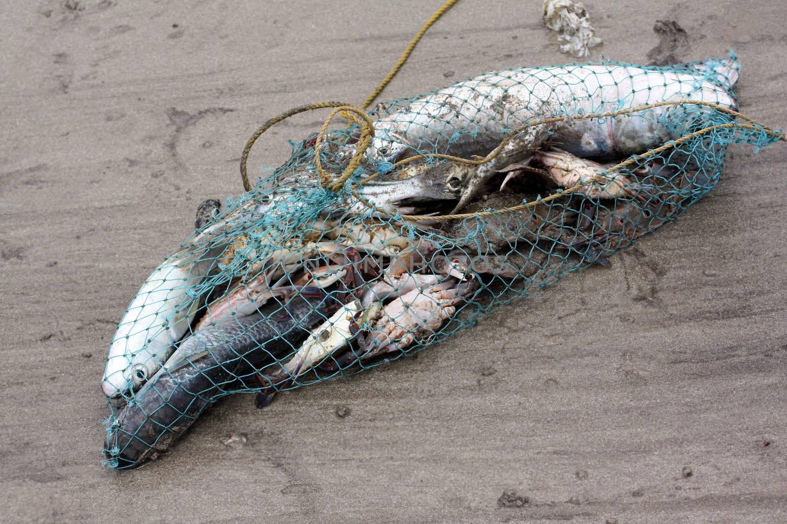 A catch of freshly caught fish in a net.