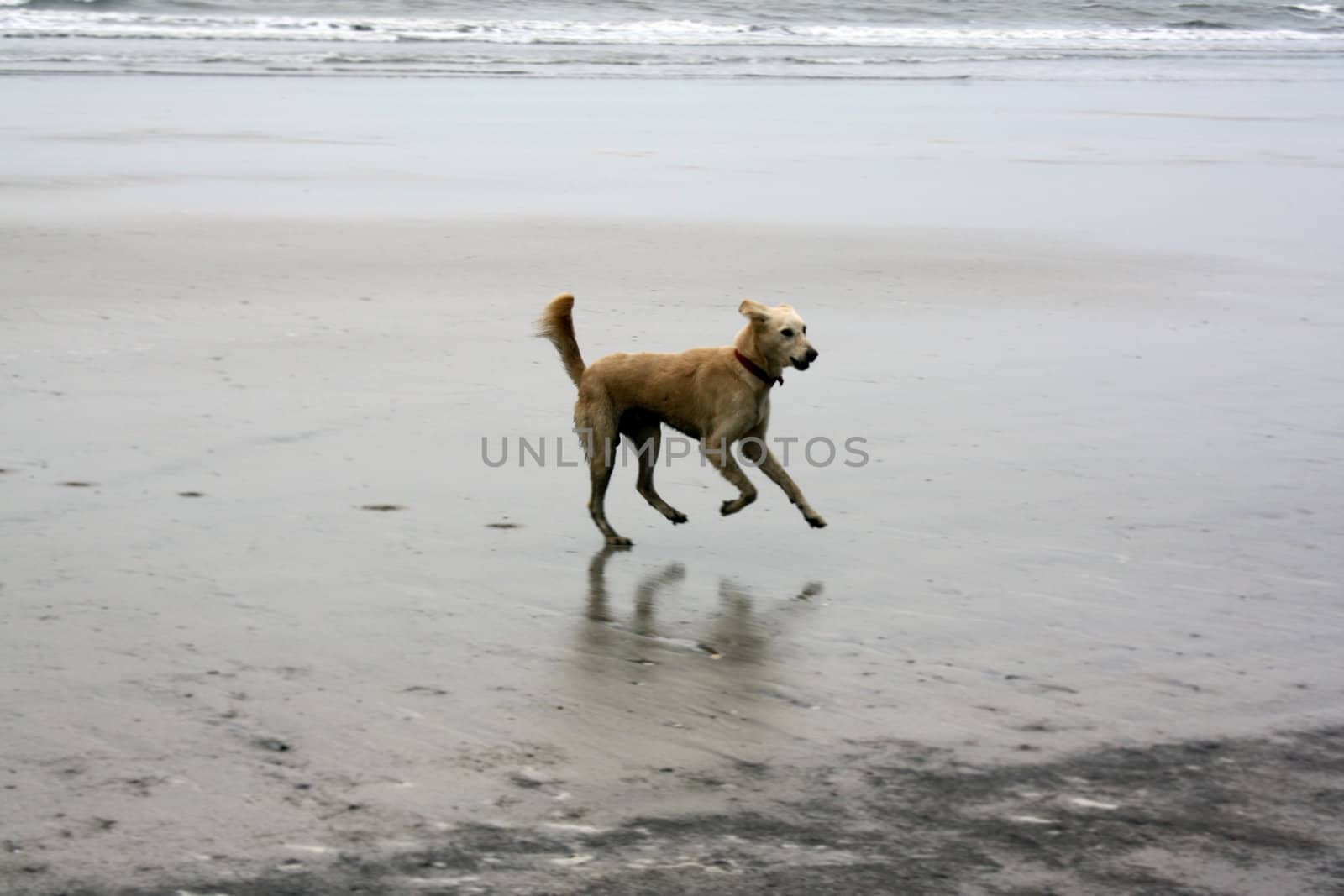 A wild dog running franatically on a beach.