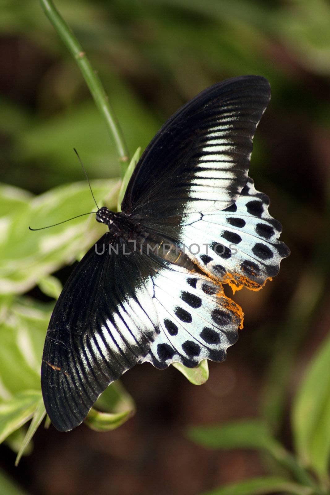 A very rare species of a tropical butterfly with beautiful design on its wings.