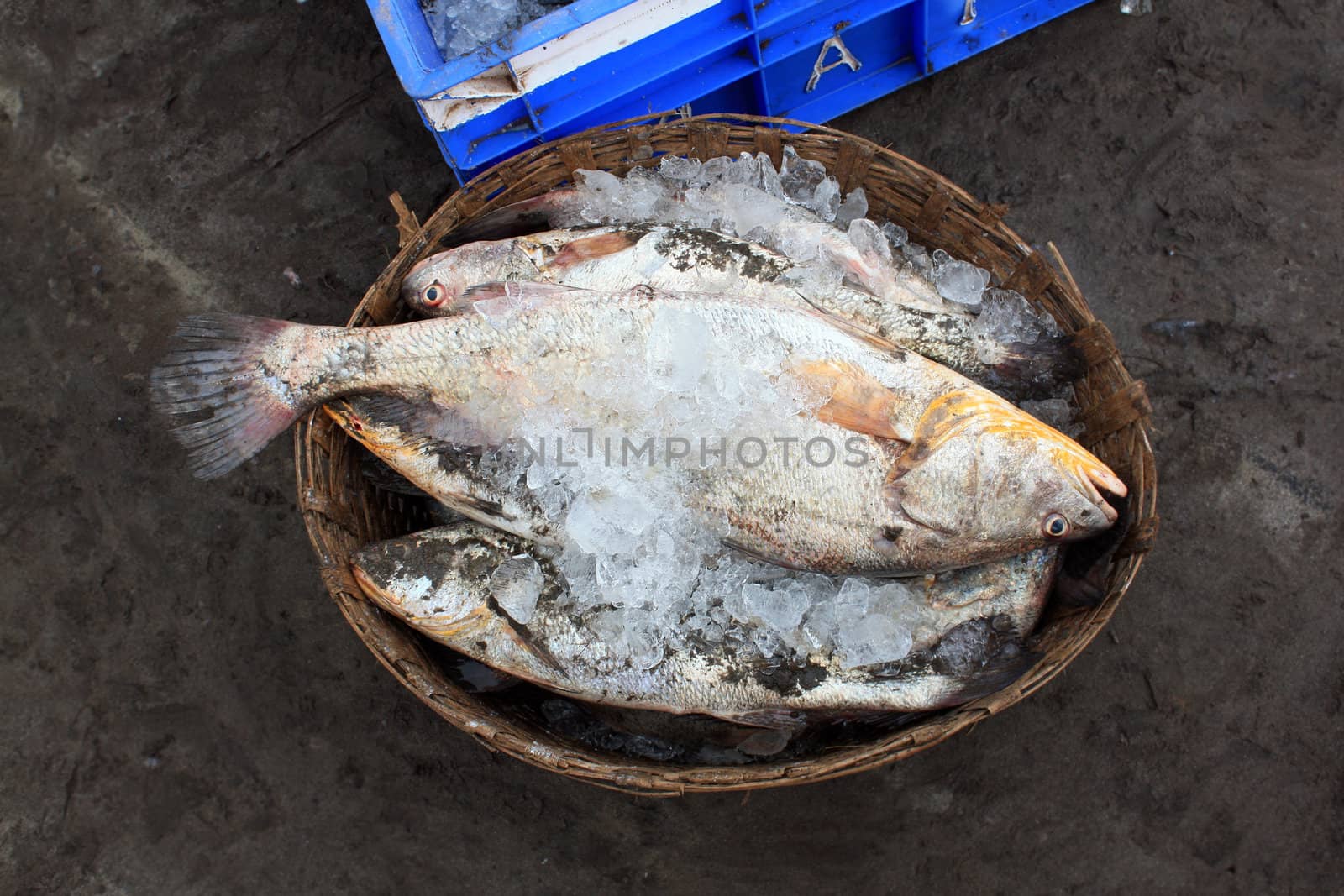 A basket containing freshly caught fish with ice to preserve the freshness.