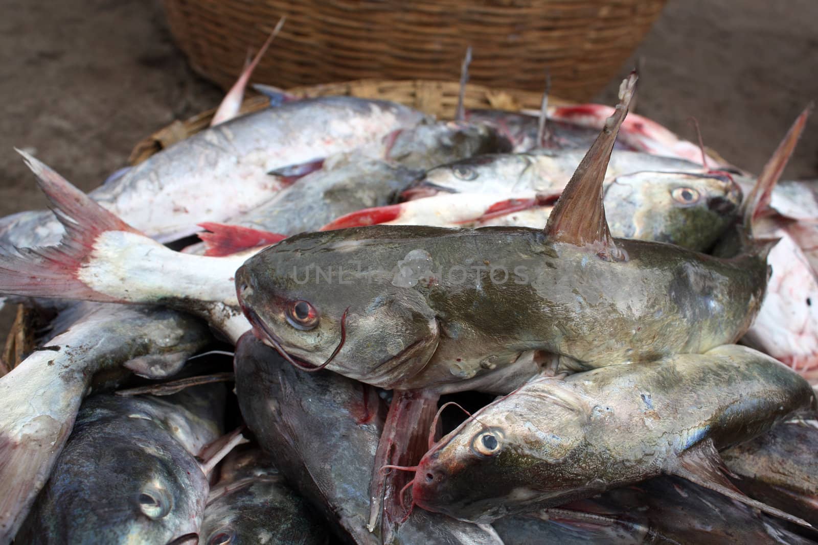 Baby sharks in a basket for sale in an Indian fish market.