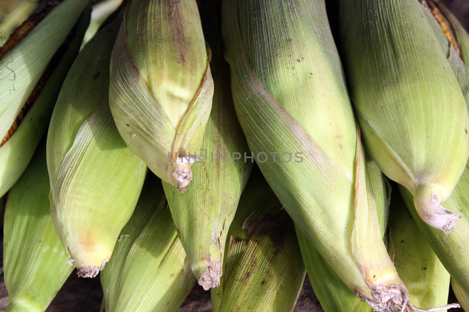 A background of stacked corncobs.