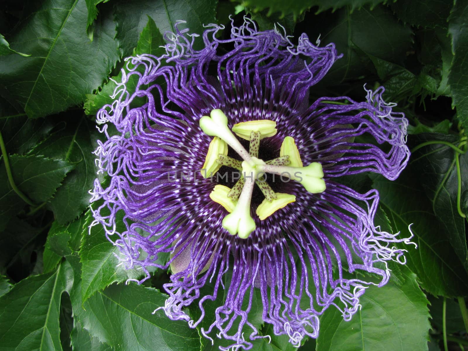 passion flower with open blossom