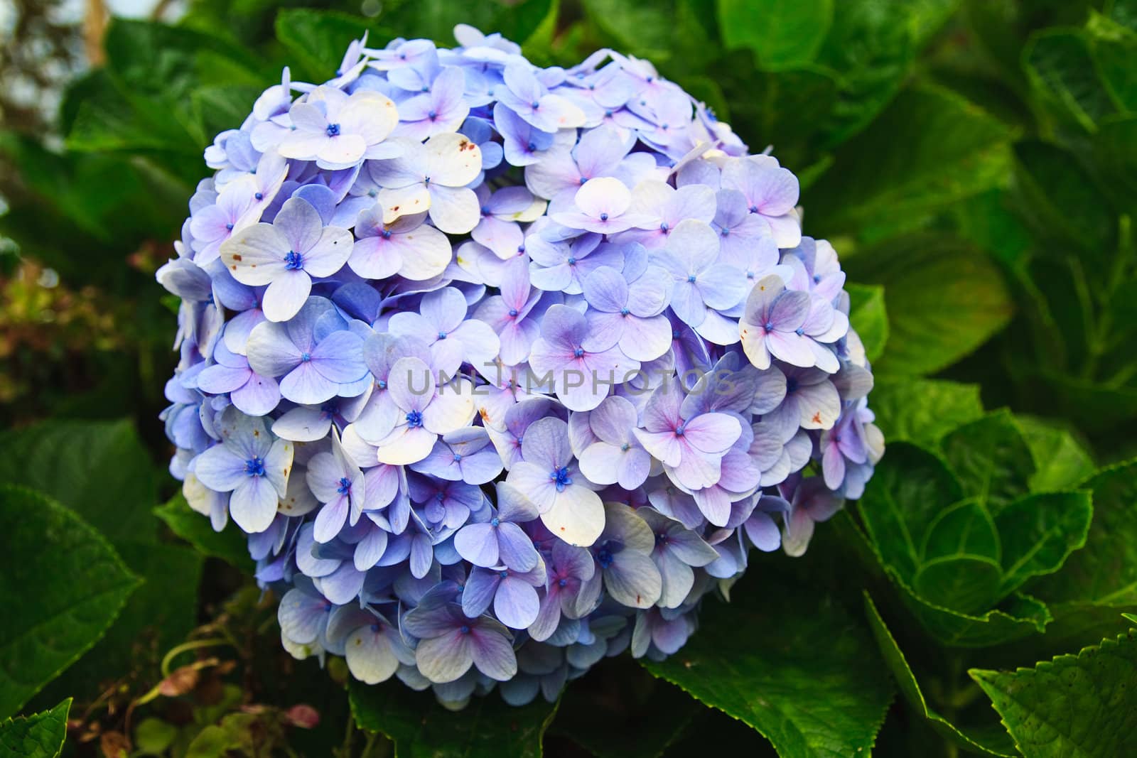 Purple blue hydrangea