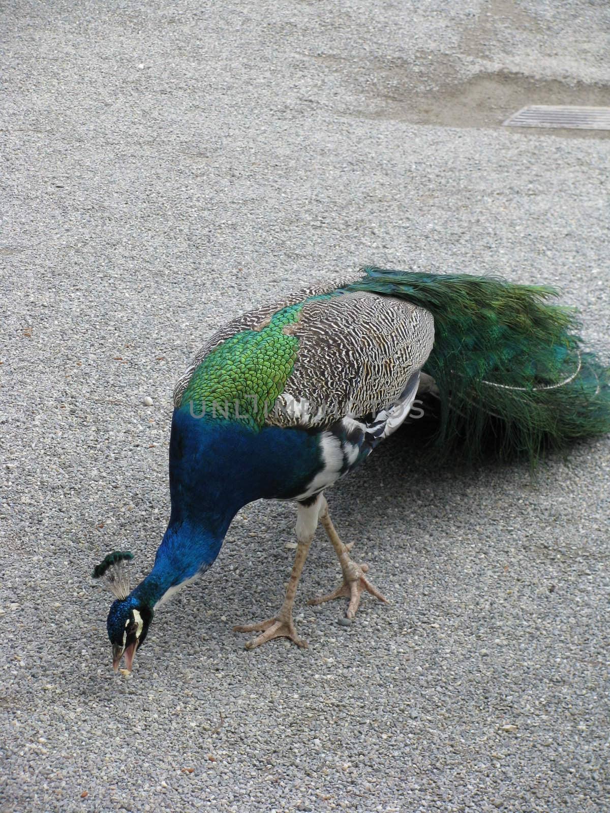 Peacock pecks punch on by koep