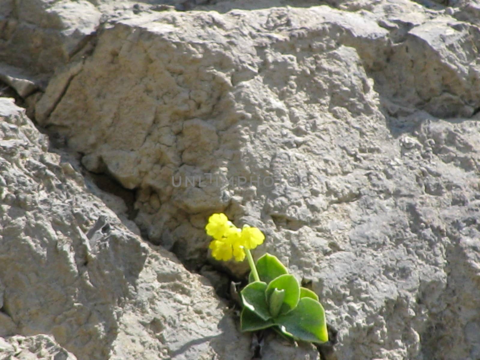 primrose in a crevice in th Alps