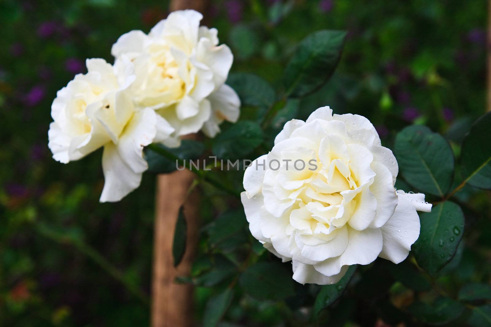 Giant white roses called White Master piece