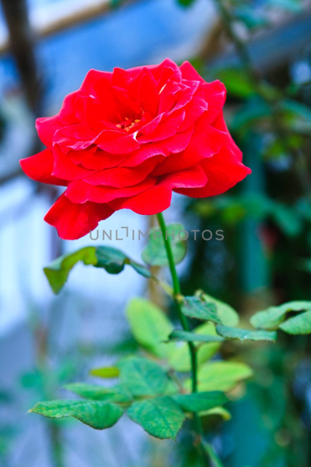 Giant red roses callde "Alec's red rose"