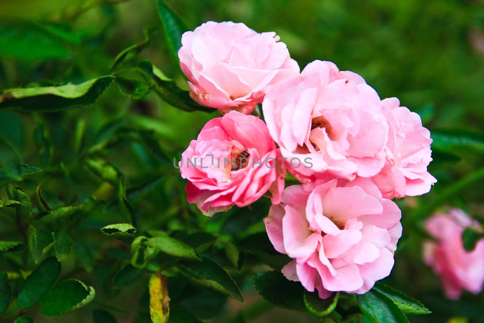 Pink roses called "Ariana rose"