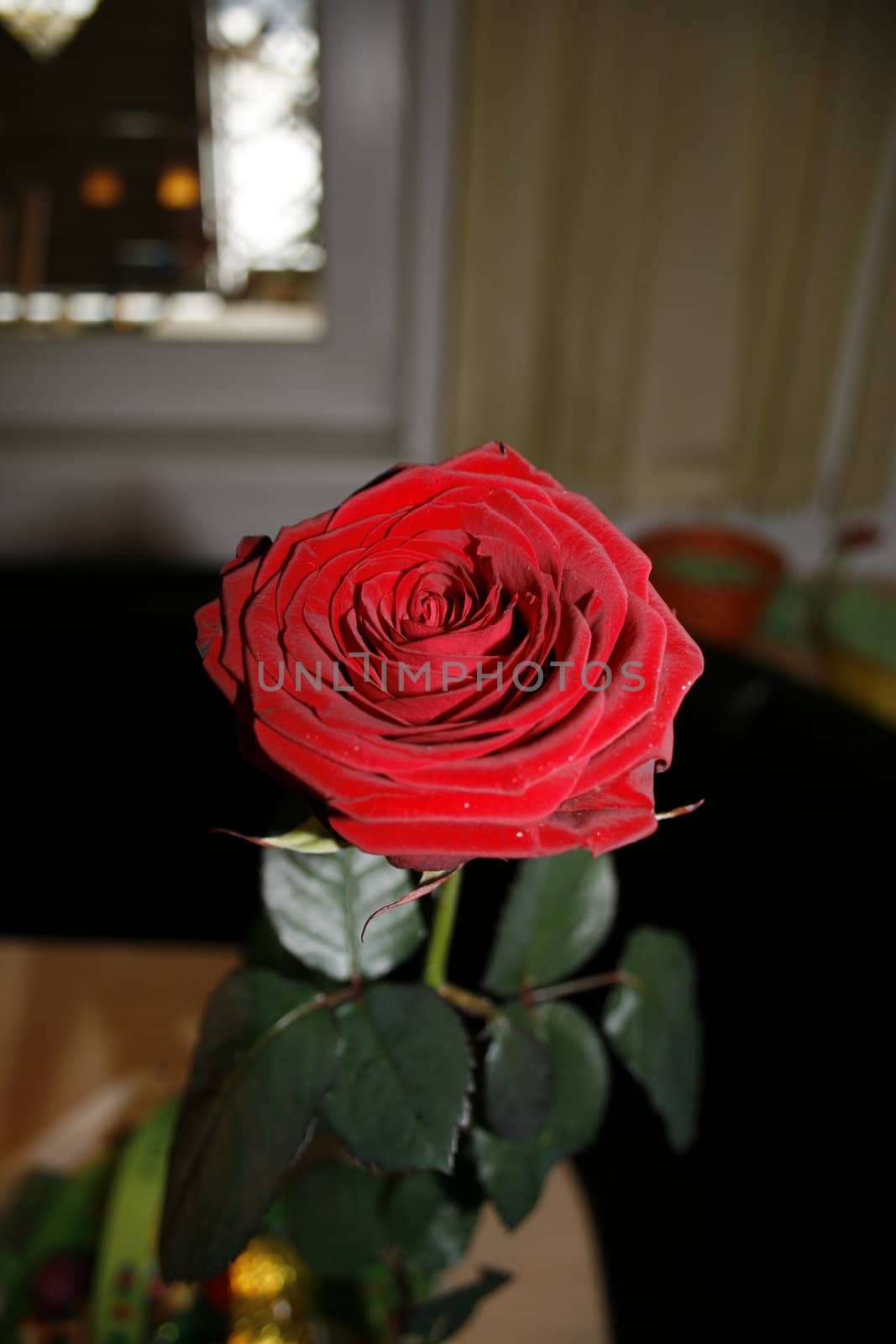 rose from above with leaves by koep