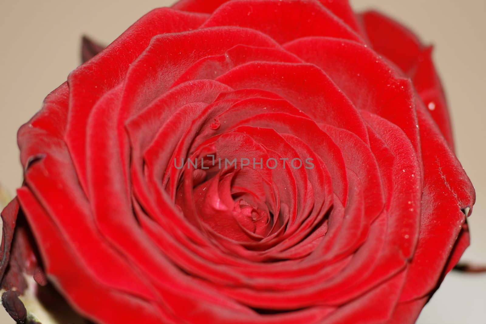 rose close-up by koep