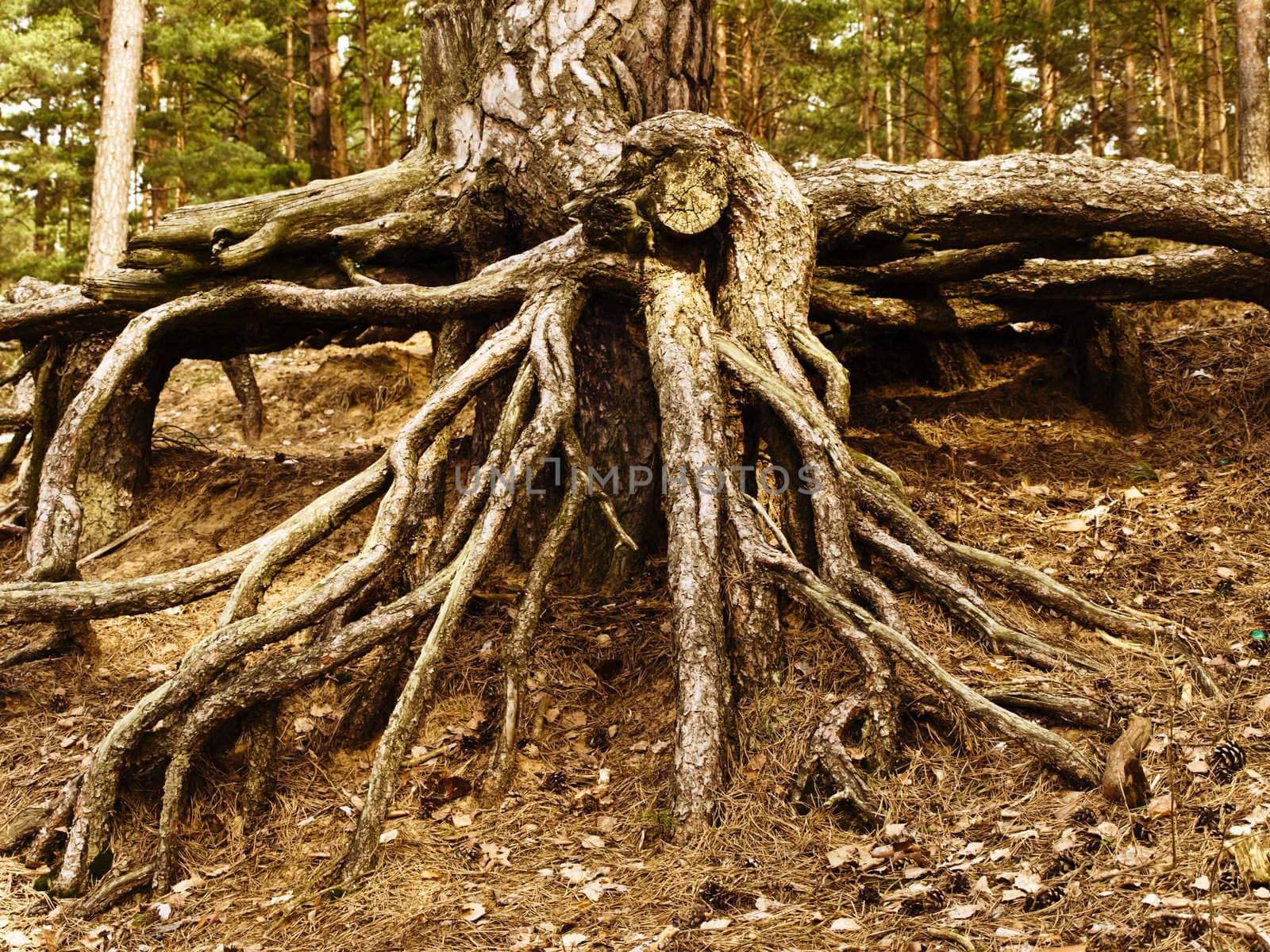 photo of tree roots in the forest
