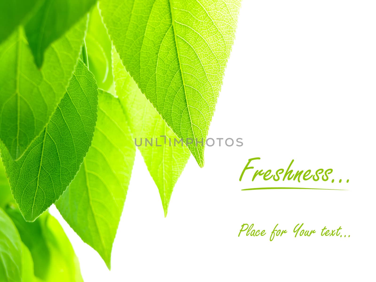 green leaves over white background with copy space for text