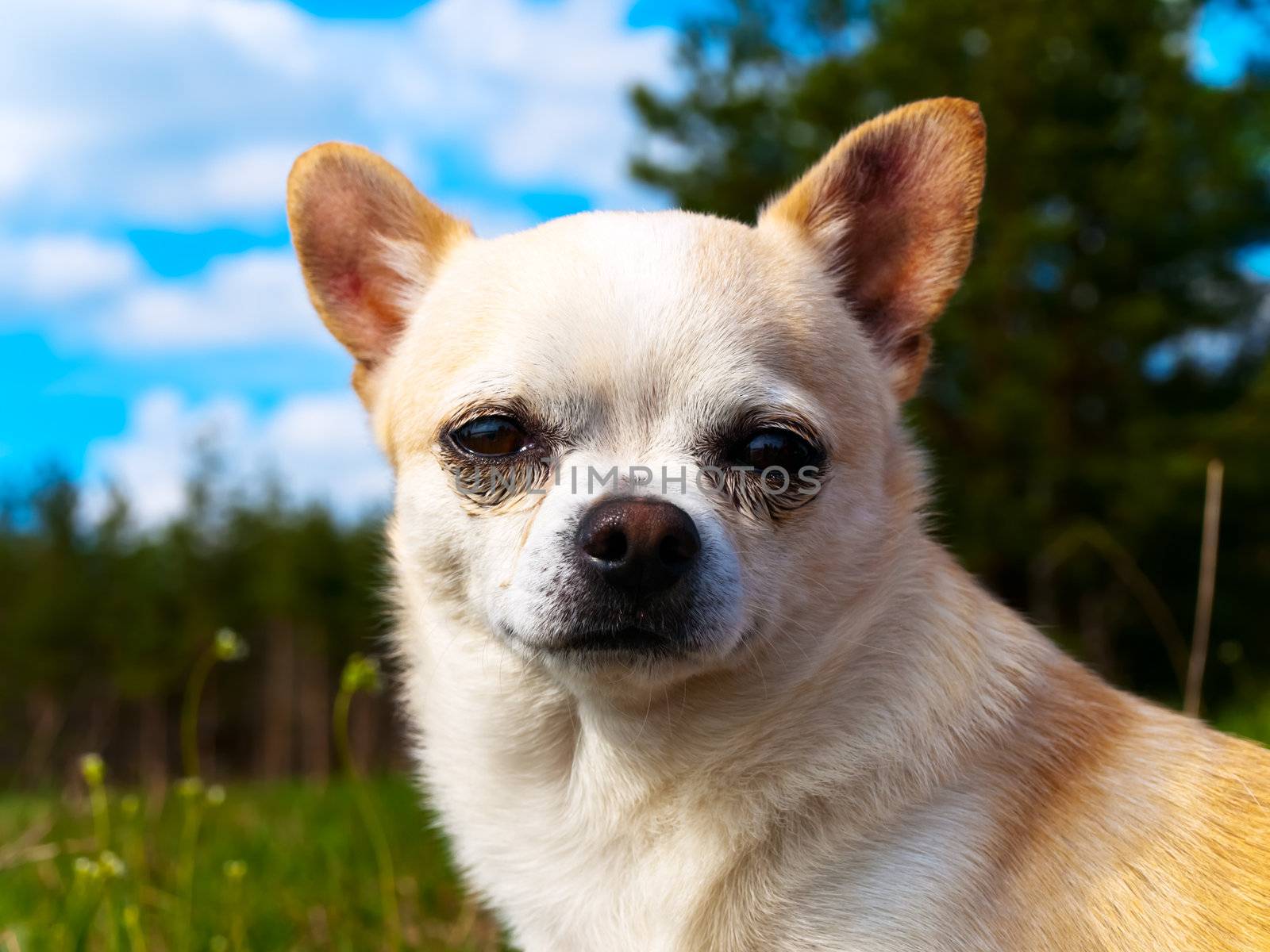 chihuahua portrait outdoor against forest and sky