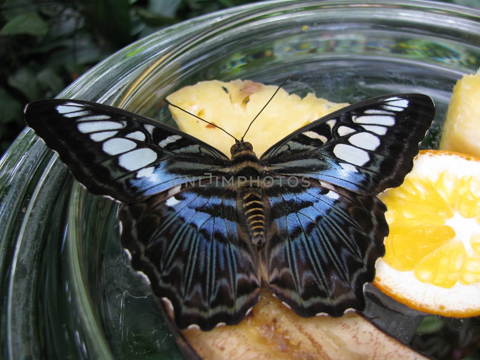 dark butterfly by koep