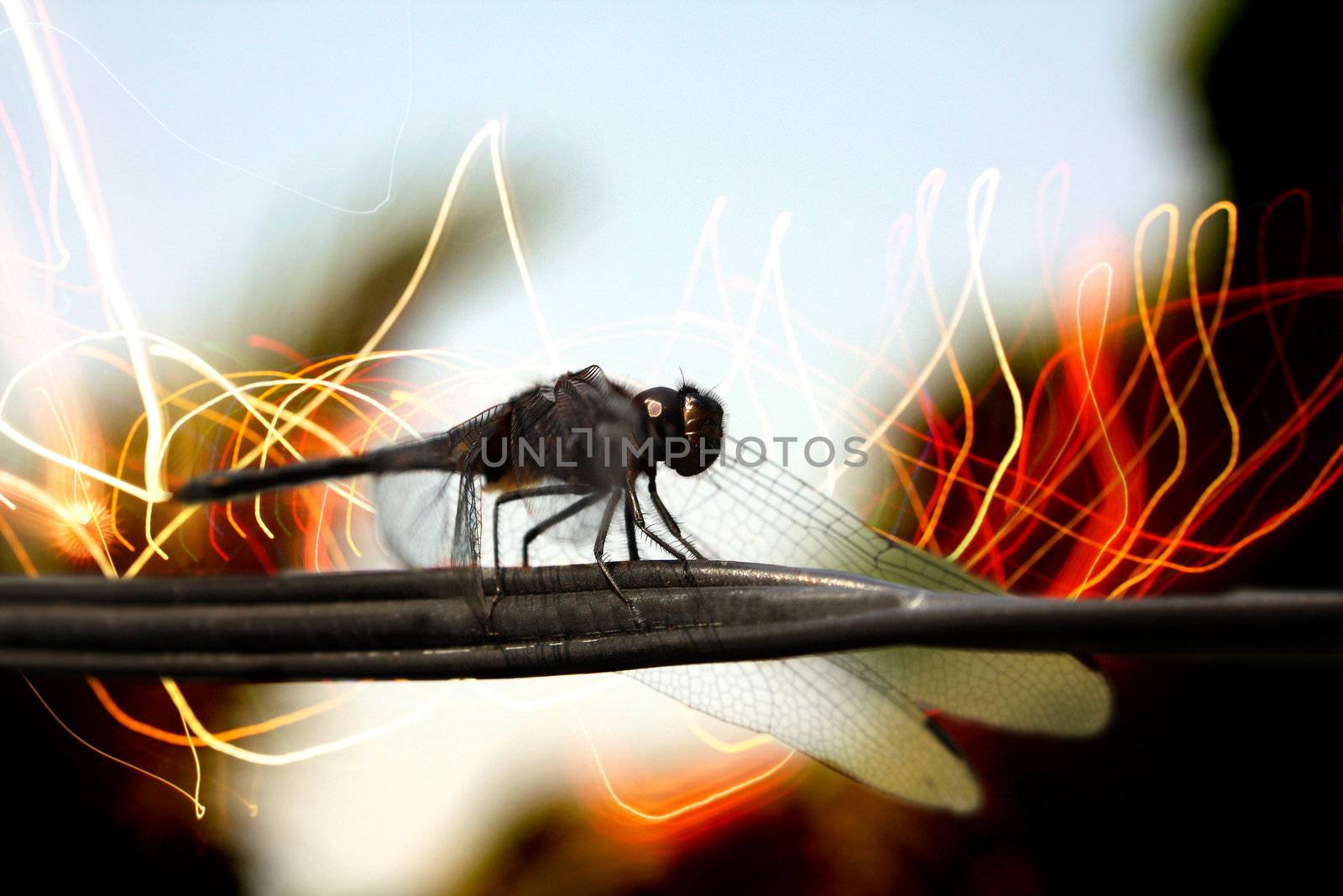 A dragonfly (Flying insect) sitting on a communications cable surrounded with wireless signals. The image depicts the dragonfly as a wireless communication transmitter or reciever.