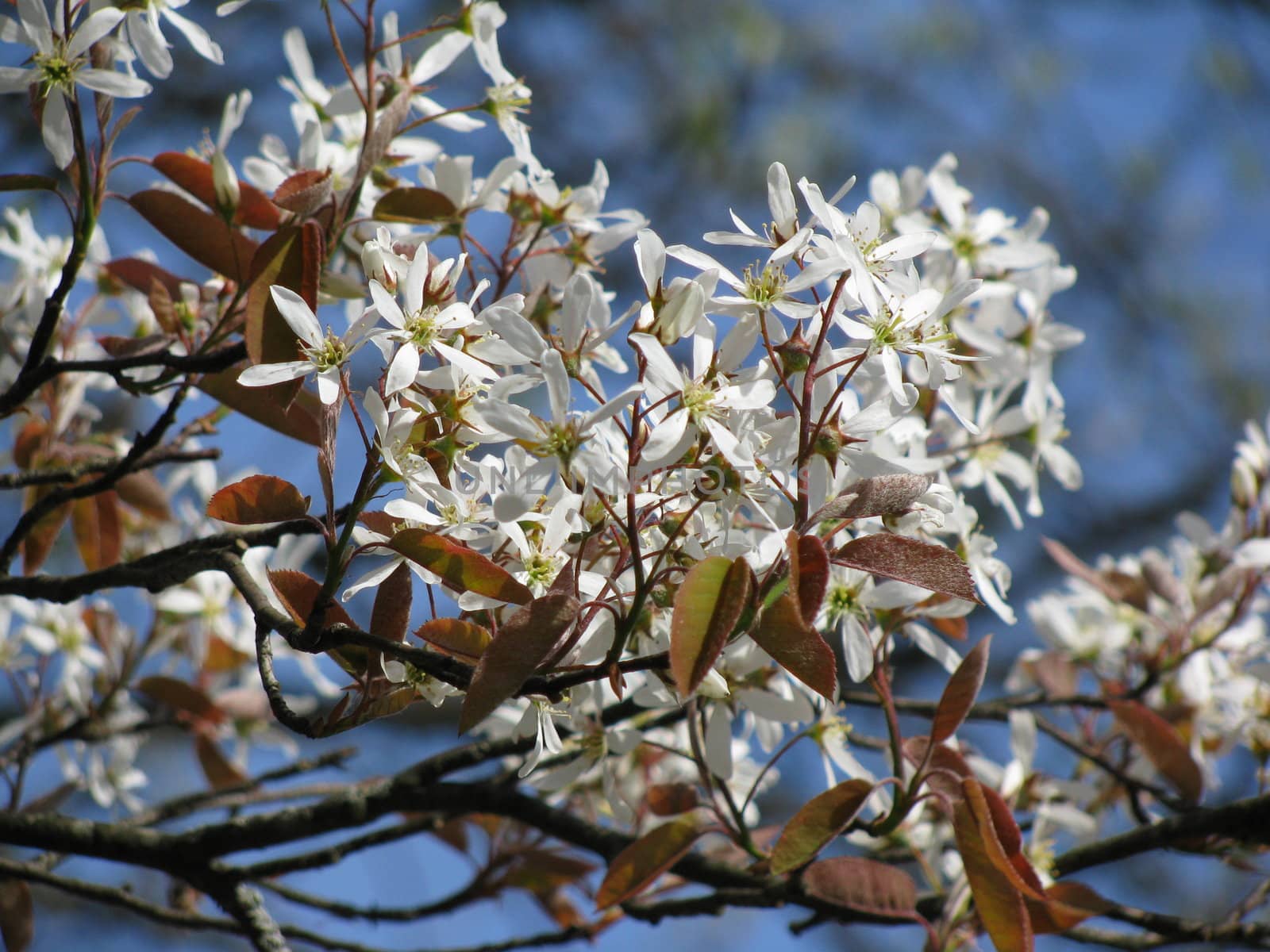 blackthorn in the spring, blossoms on the bush