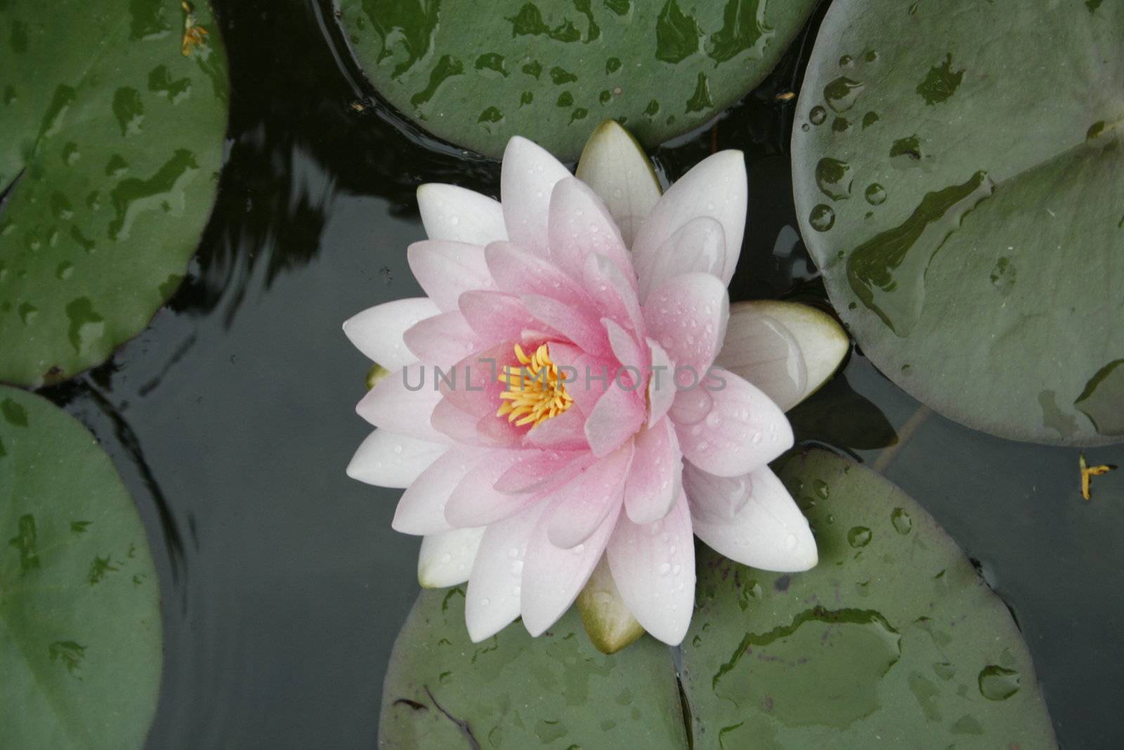 sea rose on a pond, water lily